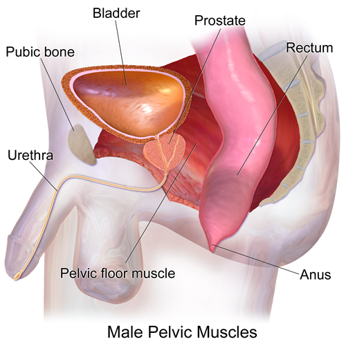 Image result for pelvic floor
